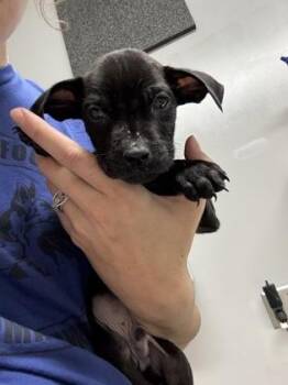 Austin -  Pit Bull Terrier and Labrador Retriever Dog for Adoption in Pequot Lakes, Minnesota - Austin | PetCurious