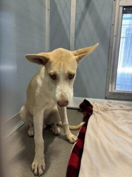 Clark -  Shepherd and Mixed Breed Dog for Adoption in Fresno, California - Clark | PetCurious