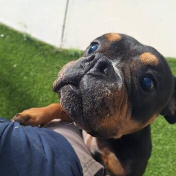 Lady -  English Bulldog Dog for Adoption in Loxahatchee Groves, Florida - Lady | PetCurious