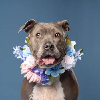 Penelope -  Pit Bull Terrier and Mixed Breed Dog for Adoption in Atlanta, Georgia - Penelope | PetCurious