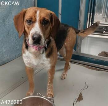 SUNNY -  Beagle Dog for Adoption in Oklahoma City, Oklahoma - SUNNY | PetCurious