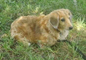Aurora2 (Rory) -  Dachshund Dog for Adoption in West Columbia, South Carolina - Aurora2 (Rory) | PetCurious