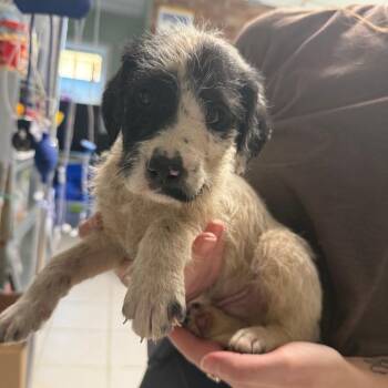 Poodle and Pointer Dogs Available for Adoption - Kramer | PetCurious