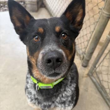 Thomasa -  Australian Cattle Dog Blue Heeler Dog for Adoption in Hood River, Oregon - Thomasa | PetCurious