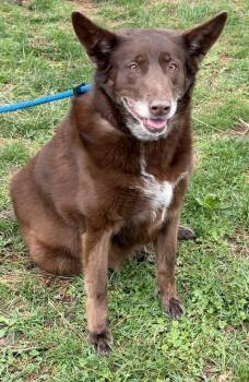 Australian Shepherd Dogs Available for Adoption - Browny | PetCurious