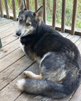 Moses -  Husky and German Shepherd Dog Dog for Adoption in Blacksburg, South Carolina - Moses | PetCurious