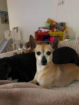 PETEY -  Chihuahua Dog for Adoption in Media, Pennsylvania - PETEY | PetCurious
