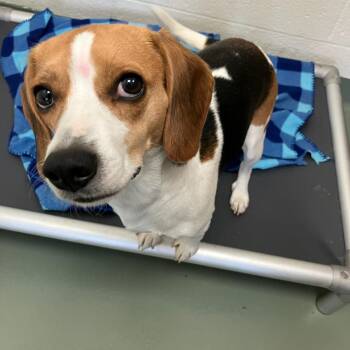 Beagle Dogs Available for Adoption - SVAS-Stray-38108 | PetCurious