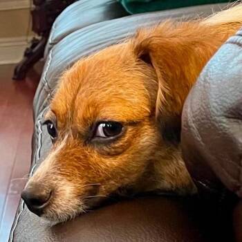 Sunshine -  Terrier Dog for Adoption in Gulfport, Mississippi - Sunshine | PetCurious