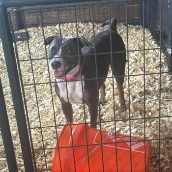 Roux-CS-26-24979 -  Pit Bull Terrier Dog for Adoption in Anahuac, Texas - Roux-CS-26-24979 | PetCurious