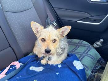 Cairn Terrier and Yorkshire Terrier Dogs Available for Adoption in Carson City, Nevada - Waldo | PetCurious