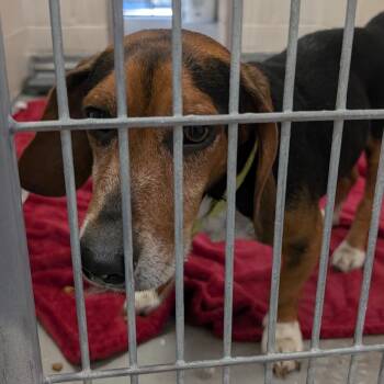 Snoopy -  Beagle and Mixed Breed Dog for Adoption in Buchanan Dam, Texas - Snoopy | PetCurious