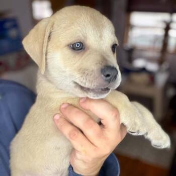Diet Coke -  Mixed Breed Dog for Adoption in Buffalo, Minnesota - Diet Coke | PetCurious