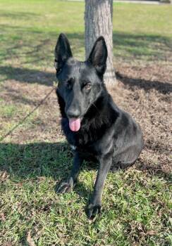 German Shepherd Dog Dogs Available for Adoption in Saint Francisville, Louisiana - Spade | PetCurious