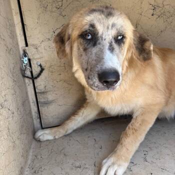 Georgia 26-08-084 -  Anatolian Shepherd and Husky Dog for Adoption in Bastrop, Texas - Georgia 26-08-084 | PetCurious
