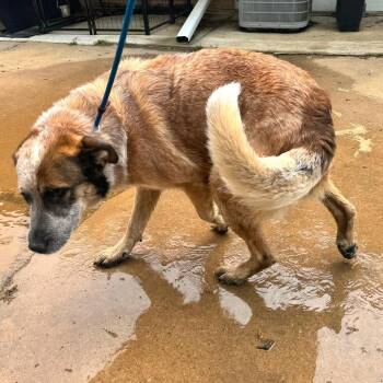 Cattle Dog Dogs Available for Adoption - Brady | PetCurious