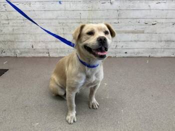 AUBURN -  Pit Bull Terrier and Mixed Breed Dog for Adoption in San Bernardino, California - AUBURN | PetCurious