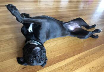 Pit Bull Terrier and Siberian Husky Dogs Available for Adoption in Burlingame, California - Cindy | PetCurious