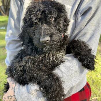Poodle Dogs Available for Adoption - Mack | PetCurious