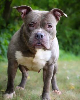 Rescue American Bully Dogs for Adoption in Bridgeport, Connecticut - BERMUDA | PetCurious