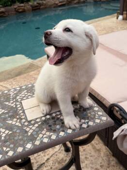 Snowflake Crew: Koda Bear -  Great Pyrenees and Maremma Sheepdog Dog for Adoption in Dallas, Texas - Snowflake Crew: Koda Bear | PetCurious