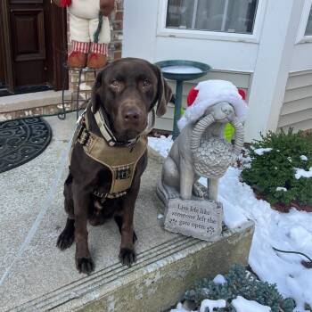 Koko - Home to Home -  Chocolate Labrador Retriever Dog for Adoption in South Elgin, Illinois - Koko - Home To Home | PetCurious