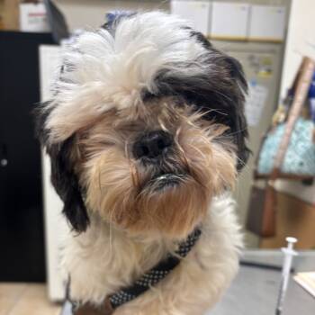 Rescue Shih Tzu Dogs for Adoption in Pekin, Illinois - Pecan | PetCurious