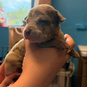 Perseus -  Mixed Breed Dog for Adoption in Edwardsville, Illinois - Perseus | PetCurious
