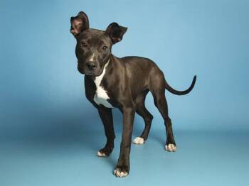 Pit Bull Terrier Dogs Available for Adoption - ATHENA | PetCurious