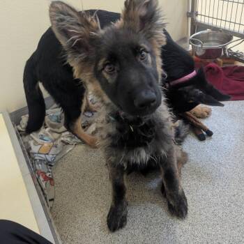 Rook dark long hair blue collar -  German Shepherd Dog Dog for Adoption in Ballston Spa, New York - Rook Dark Long Hair Blue Collar | PetCurious
