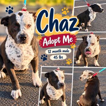 Chaz -  Bulldog and Pointer Dog for Adoption in Jackson, Tennessee - Chaz | PetCurious
