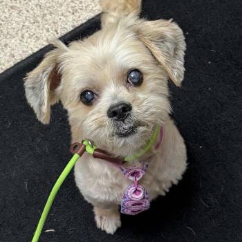 Chip -  Shih Tzu and Lhasa Apso Dog for Adoption - Chip | PetCurious