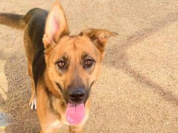 Fran -  Mixed Breed Dog for Adoption in Georgetown, Texas - Fran | PetCurious