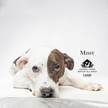 Rescue Pit Bull Terrier and Mixed Breed Dogs for Adoption in Wando, South Carolina - Missy | PetCurious
