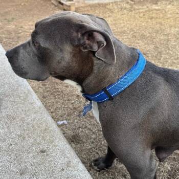 American Staffordshire Terrier Dogs Available for Adoption - LADY VIOLET (BLUEBERRY) | PetCurious