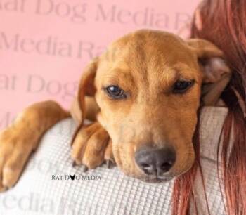 Nickel (NI) -  Yellow Labrador Retriever Dog for Adoption in Evergreen, Colorado - Nickel (NI) | PetCurious