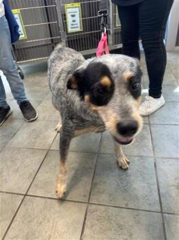 Australian Cattle Dog Blue Heeler Dogs Available for Adoption - BELLA MENDEZ | PetCurious