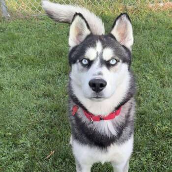 Rescue Siberian Husky Dogs for Adoption in Valparaiso, Indiana - Gio | PetCurious