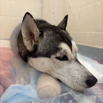 Rescue Husky Dogs for Adoption in Dallas, Texas - Kai | PetCurious