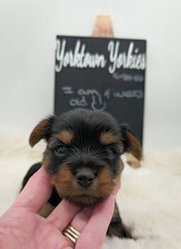 Lilly  -  Yorkshire Terrier Dog Available for Sale in Belleville, Illinois - Lilly  | PetCurious
