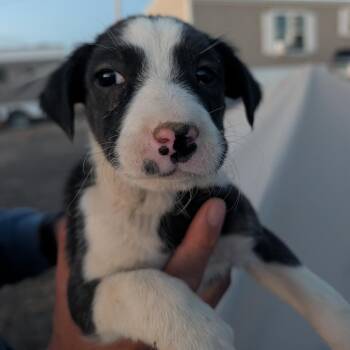 Mako -  Mixed Breed Dog for Adoption in Park City, Utah - Mako | PetCurious