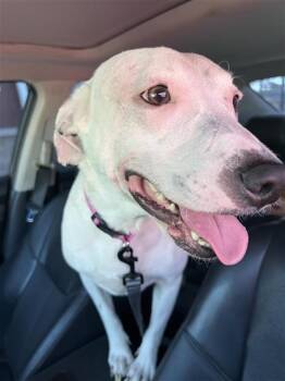 Pointer Dogs Available for Adoption - ELSA | PetCurious