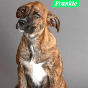 Frankie -  Boxer and Mixed Breed Dog for Adoption in South Elgin, Illinois - Frankie | PetCurious