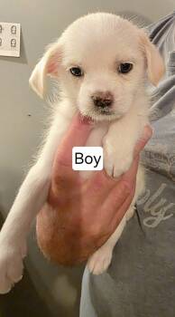 Rescue Maltese and Shih Tzu Dogs for Adoption in Windsor, California - Casper | PetCurious