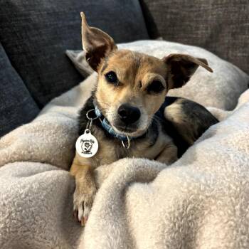 Rolo -  Chihuahua and Mixed Breed Dog for Adoption in Raleigh, North Carolina - Rolo | PetCurious