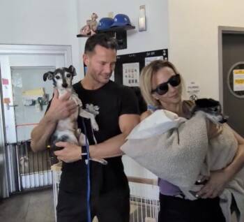 Bodie -  Chihuahua Dog for Adoption in West Hollywood, California - Bodie | PetCurious