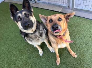 Rukia & Bankai - bonded pair -  German Shepherd Dog Dog for Adoption - Rukia & Bankai - Bonded Pair | PetCurious