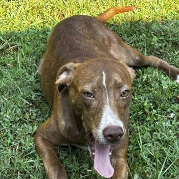 Camino *AVAILABLE IN FOSTER* -  Mixed Breed Dog for Adoption in Columbiana, Alabama - Camino *AVAILABLE IN FOSTER* | PetCurious