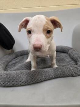 Beggin` Strip -  Pit Bull Terrier and Mixed Breed Dog for Adoption in Westland, Michigan - Beggin` Strip | PetCurious