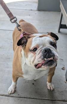 BEATRIX -  English Bulldog and Mixed Breed Dog for Adoption in Ontario, California - BEATRIX | PetCurious